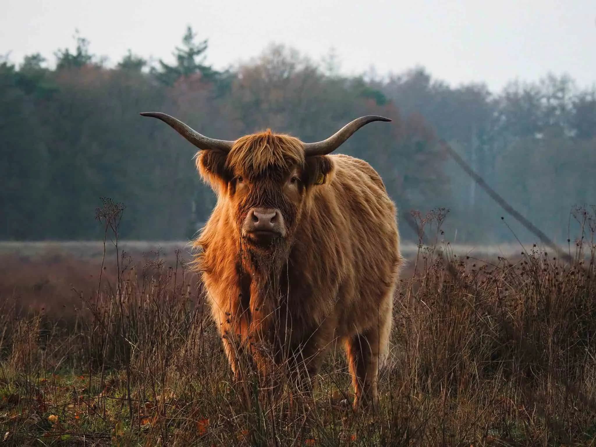 Landschap op de Hondsrug